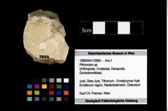 Foto (Objekt + Etikett) von Pithonoton sp.  (NHMW-GEO-1990-0041-3966)